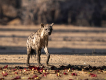 Fläckig hyena