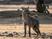 Fläckig hyena