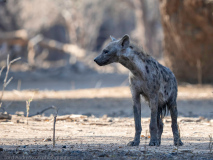Fläckig hyena