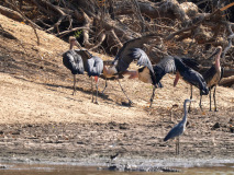 Maraboustork