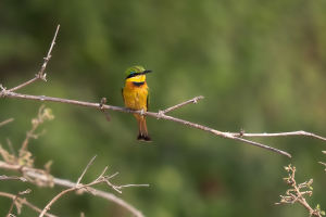 Mana Pools | Fåglar / Birds