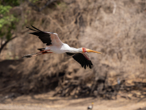 Yellow-billed stork