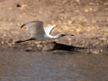 African spoonbill