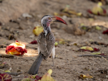 Southern red-billed hornbill