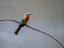 White-fronted bee-eater