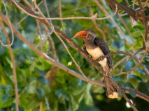 Crowned hornbill