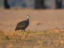 Helmeted guineafowl