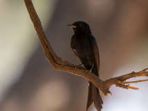Fork-tailed drongo