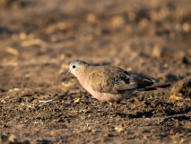 Emerald-spotted wood dove