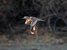 Water thick-knee