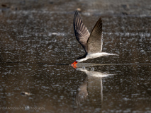 African skimmer