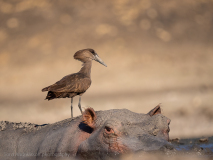 Hammerkop
