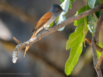 African Paradise Flycatcher