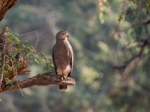 Brown snake eagle