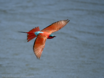 Carmine Bee-eater