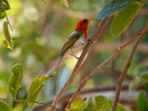 Red-headed weaver
