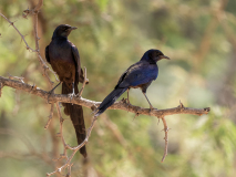 Meve\'s starling