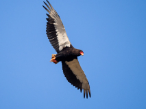 Bateleur
