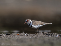 Three-banded plover