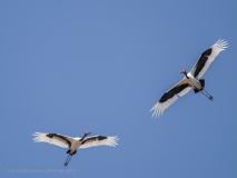 Saddle-billed stork