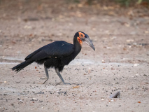 Southern ground hornbill