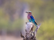 Lilac-breasted roller