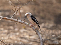 White-crested helmetshrike