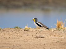 White-crowned lapwing