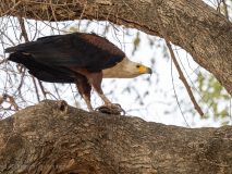 African fish eagle