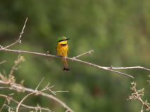 Little green bee-eater