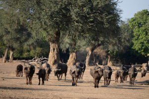 Mana Pools: Bufflar, zebror och flodhästar