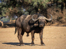 Afrikansk buffeltjur