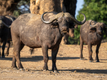 Afrikansk buffeltjur
