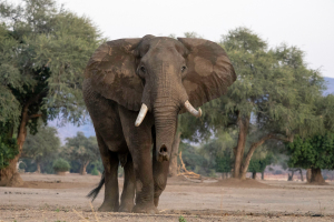 Mana Pools | Elefanter/Elephants