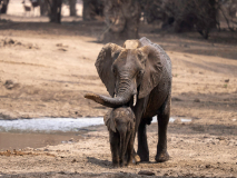 Elefanthona med unge