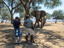 Nära möte med elefant