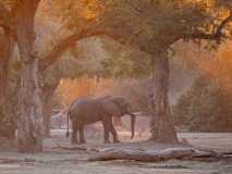 Elefant i strilande ljus