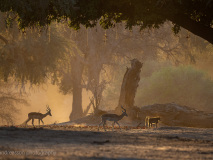 Impala i motljus