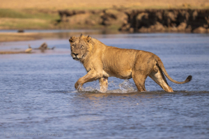 Mana Pools | Lejon/Lions