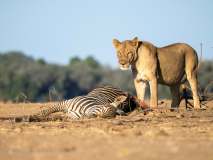 Lejonhona med fälld zebra