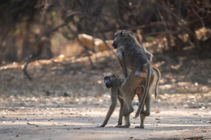 Mana Pools | Primater / Primates