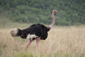 Masai Mara | Birds