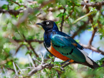 Superb Starling