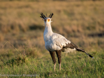 Secretary bird