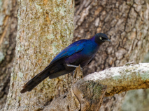 Purple Starling