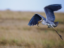 Grey Heron