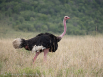 Ostrich