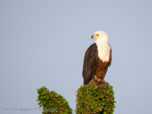 African Fish Eagle