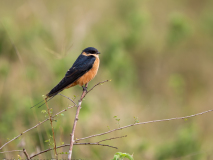 Red-breasted Swallow
