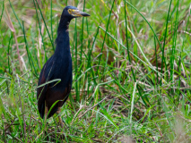 Rufous-bellied Heron